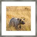 Grizzly Bear 1  -  140917a-295 Framed Print