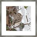 House Finch #145 Framed Print