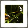 Butterfly #15 Framed Print