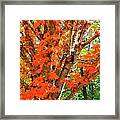 Fall Explosion Of Color #15 Framed Print