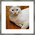 Flame Point Siamese Cat #15 Framed Print