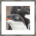 Gentoo Penguin (pygoscelis Papua #15 Framed Print