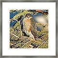 Hawk #15 Framed Print