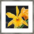 Orchid #15 Framed Print