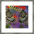 Spicebush Swallowtail Butterfly #15 Framed Print