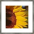 Sunflower #15 Framed Print