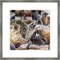 Cape Cross, Namibia, Africa - Cape Fur #16 Framed Print