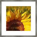 Sunflower #16 Framed Print