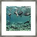 Playful Sealions In Baja Framed Print