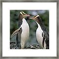 Yellow-eyed Penguins Framed Print