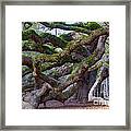 Angel Oak Tree Unique View Framed Print