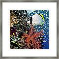 Coral Reef Scenery #17 Framed Print