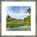 Indonesia, Bali, Rice Fields And #17 Framed Print