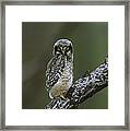 Northern Hawk Owl Chick Framed Print