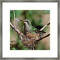 Hummingbird Building A Nest Framed Print