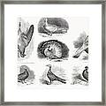 1868 Darwin Pigeon Breeds Illustration Framed Print