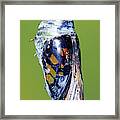 Malachite Butterfly #19 Framed Print