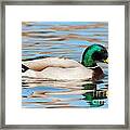 Mallard Duck #19 Framed Print