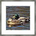 A Pair Of Mallard Ducks #2 Framed Print