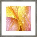 Abstract Tulip Framed Print