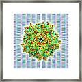 Adeno-associated Virus #2 Framed Print