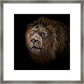 African Lion Framed Print