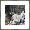 Albino And Normal White-tailed Deer #2 Framed Print