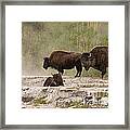 American Bison In Yellowstone #2 Framed Print