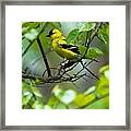 American Goldfinch #2 Framed Print