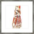 Arterial System Of The Foot #2 Framed Print