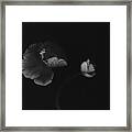 Autographic Poppies #2 Framed Print