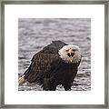 Bald Eagle Calling Alaska #2 Framed Print