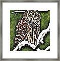 Barred Owl Framed Print