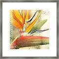 Bird Of Paradise - Strelitzea Reginae - Tropical Flowers Of Hawaii #2 Framed Print