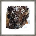 Bison In Snow #2 Framed Print