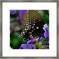 Black Swallowtail #2 Framed Print