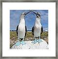 Blue-footed Booby Pair Courting #2 Framed Print