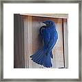 Bluebird Of Happiness Framed Print