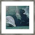 Bottlenose Dolphin  Trio Hawaii #2 Framed Print