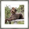 Brown Labradoodle #2 Framed Print