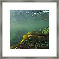 Bull Kelp Underwater Clayoquot Sound #2 Framed Print