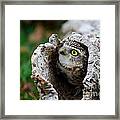Burrowing Owl  #3 Framed Print