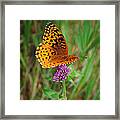 Butterfly #4 Framed Print