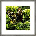 Butterfly #2 Framed Print