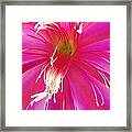 Cactus Flower #2 Framed Print