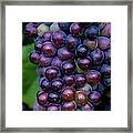 California Wine Producers Expecting #2 Framed Print