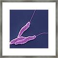 Campylobacter Jejuni Bacteria #2 Framed Print