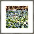 Carpet Of Blue Flowers In Spring Forest 1 Framed Print
