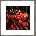 Chaenomeles #2 Framed Print