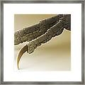 Chaffinch Foot, Sem #2 Framed Print